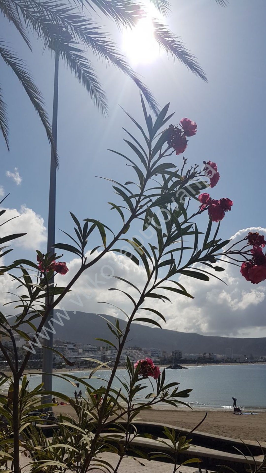 F.blog2 Grane sa crvenim cvetovima peščana plaža i more